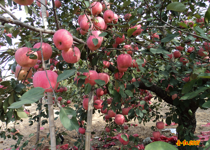 全红2001苹果树苗